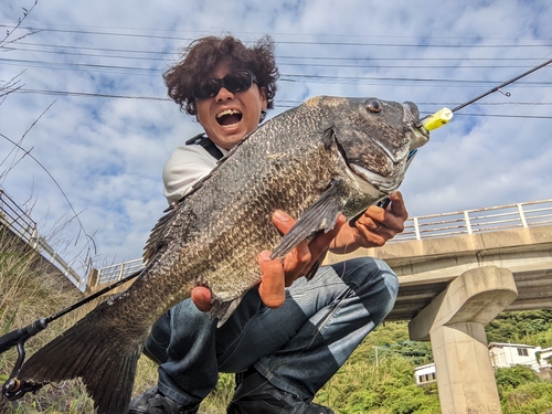 チヌの釣果