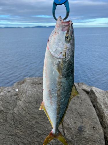 ヤズの釣果