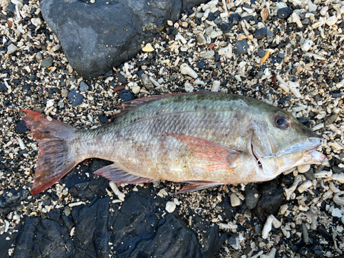 奄美大島で釣れたイソフエフキの釣り・釣果情報 - アングラーズ