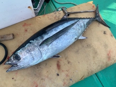 ビンチョウマグロの釣果