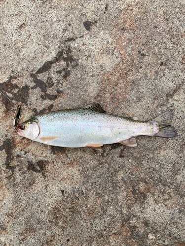 ニジマスの釣果