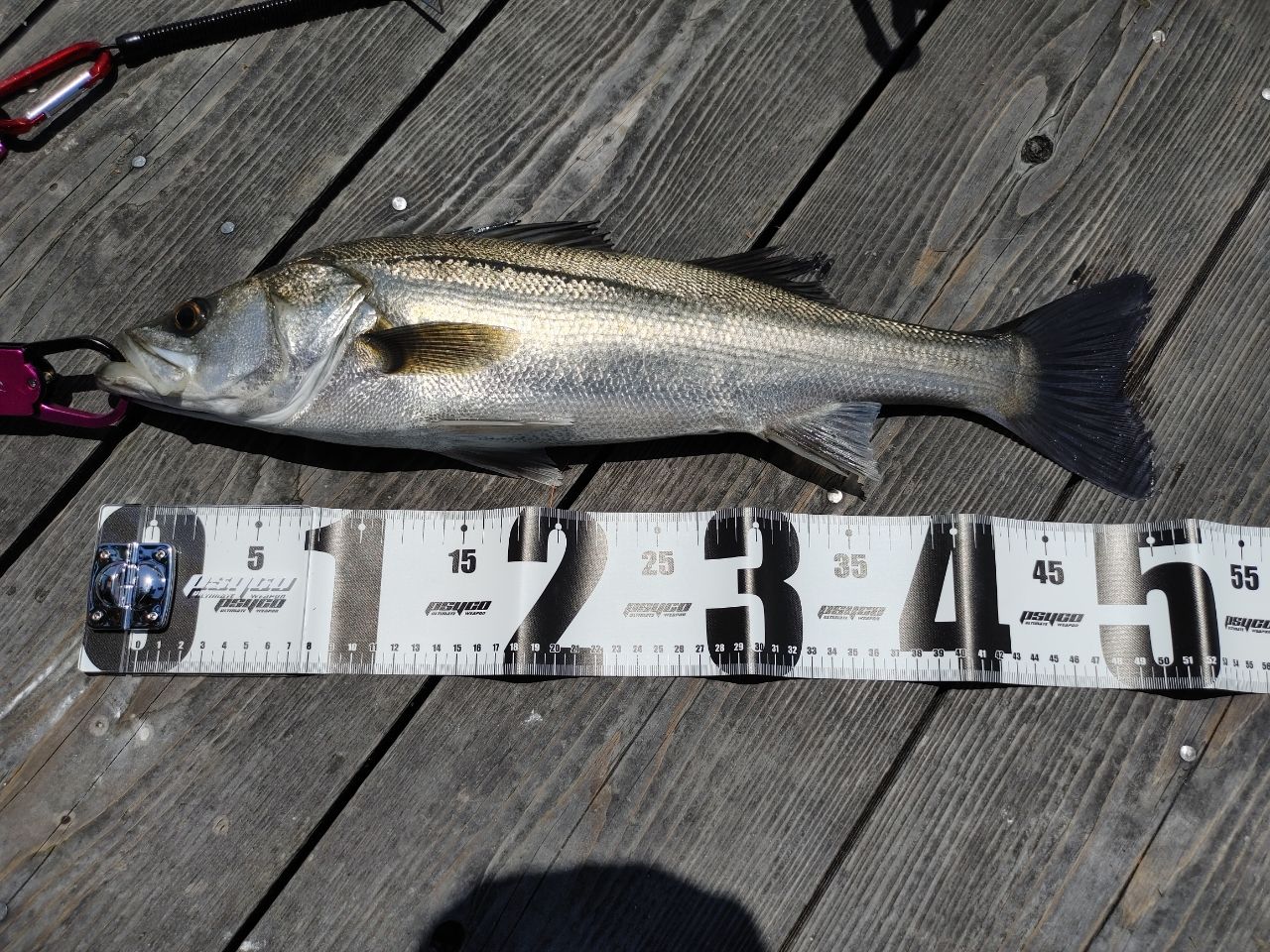 セイゴ（タイリクスズキ）