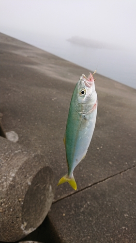 ワカシの釣果