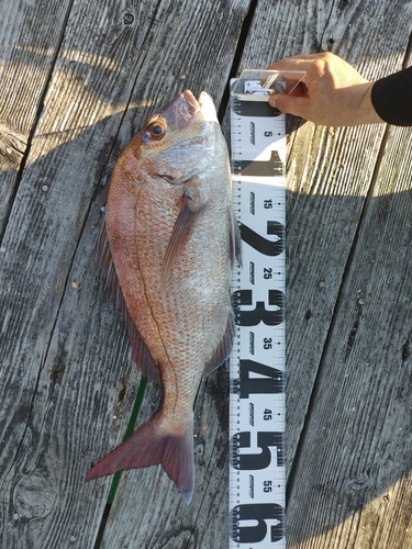 マダイの釣果