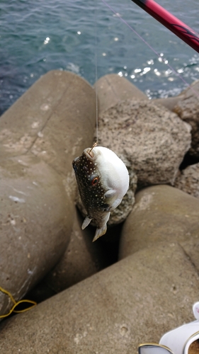 クサフグの釣果