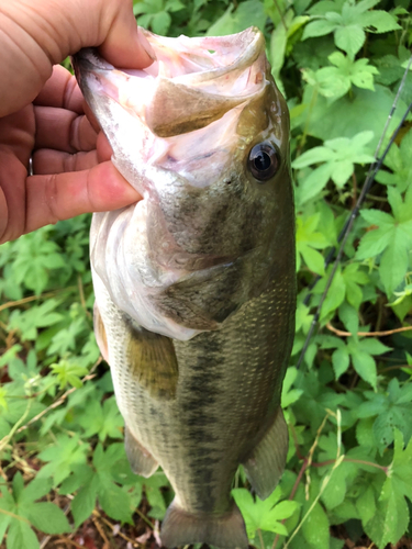 ラージマウスバスの釣果