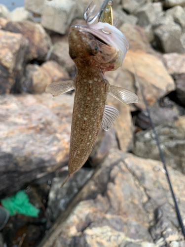 エソの釣果