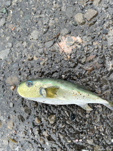 シロサバフグの釣果