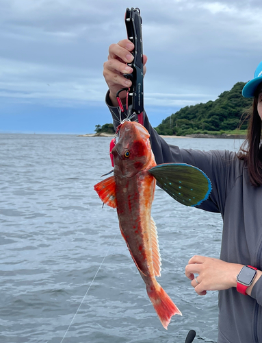 ホウボウの釣果