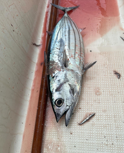 カツオの釣果