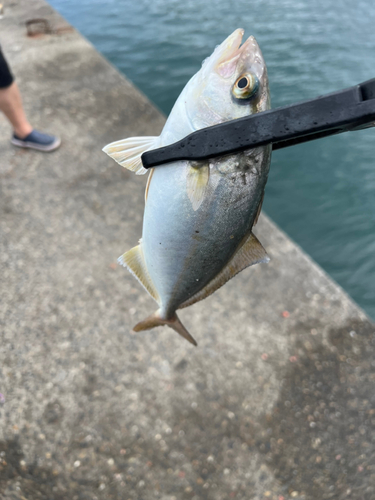 ショゴの釣果