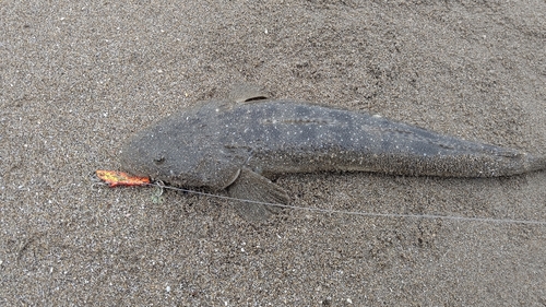 マゴチの釣果