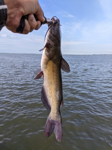 アメリカナマズの釣果