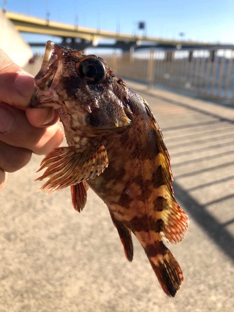 タケノコメバル