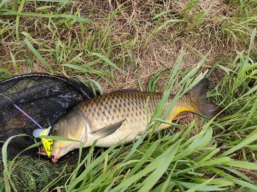 コイの釣果