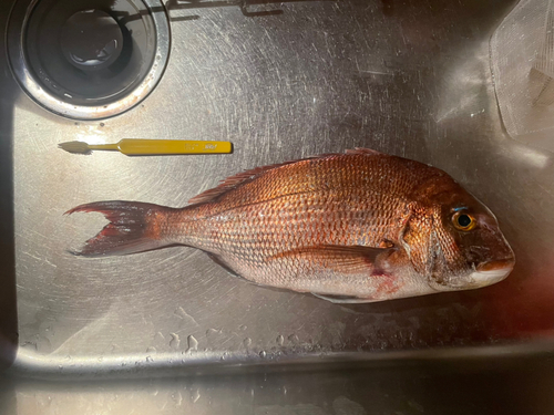 マダイの釣果