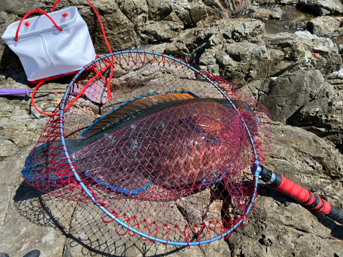 アオブダイの釣果