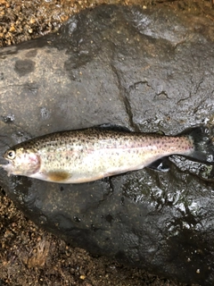 ニジマスの釣果