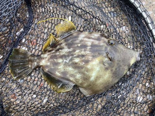 カワハギの釣果