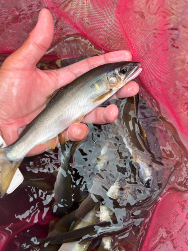 アユの釣果