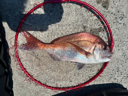 マダイの釣果