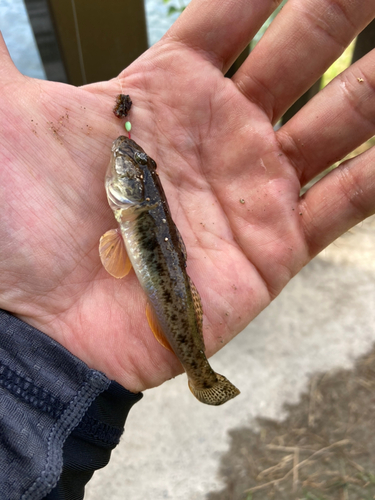 マハゼの釣果