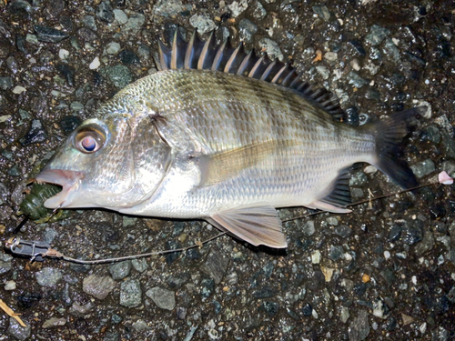 チヌの釣果