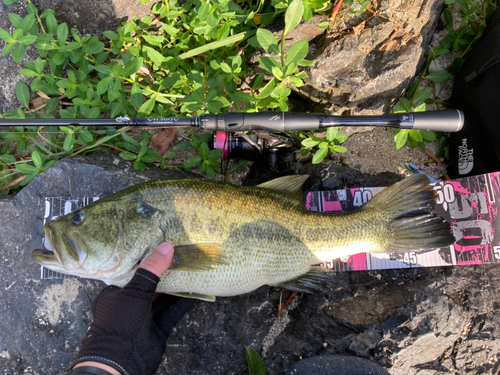 ブラックバスの釣果