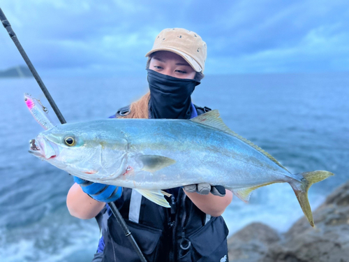 ハマチの釣果