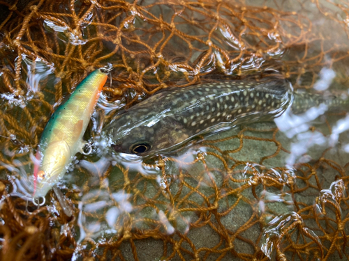 イワナの釣果