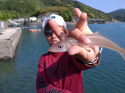 シロギスの釣果