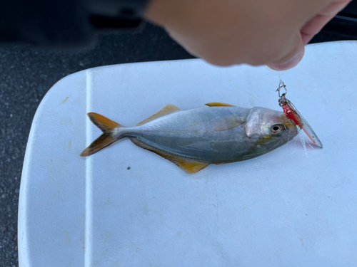 ショッコの釣果