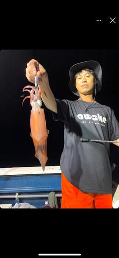 マイカの釣果