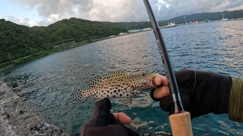 カンモンハタの釣果