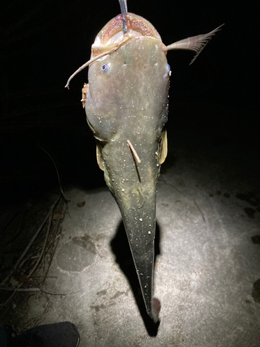 ニホンナマズの釣果