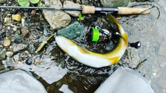 ブラウントラウトの釣果