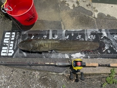 マナマズの釣果