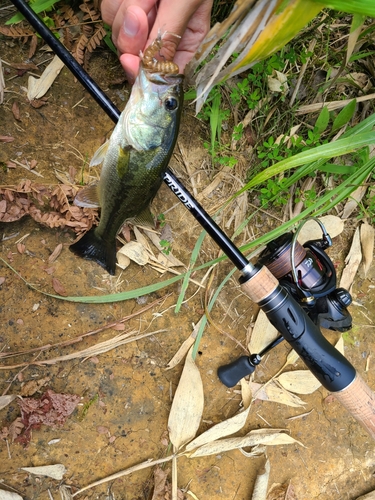 ラージマウスバスの釣果