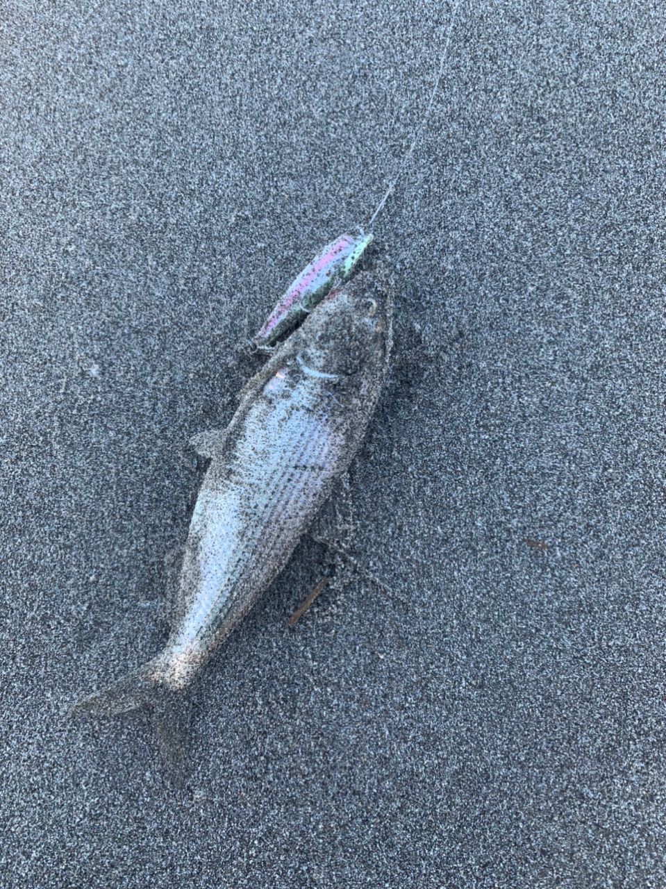 コノシロ
