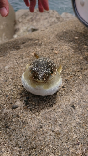 クサフグの釣果