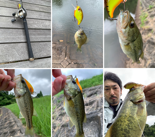 ブラックバスの釣果