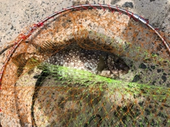 アイゴの釣果