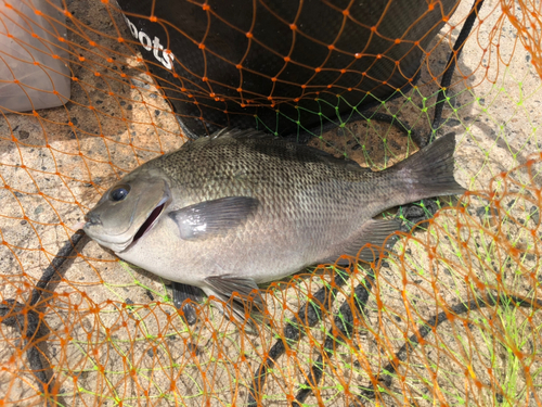 クチブトグレの釣果