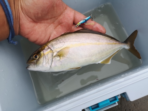 ショゴの釣果