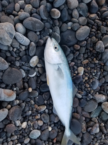 ツバスの釣果