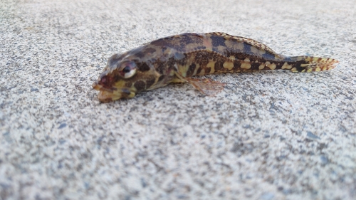 アナハゼの釣果