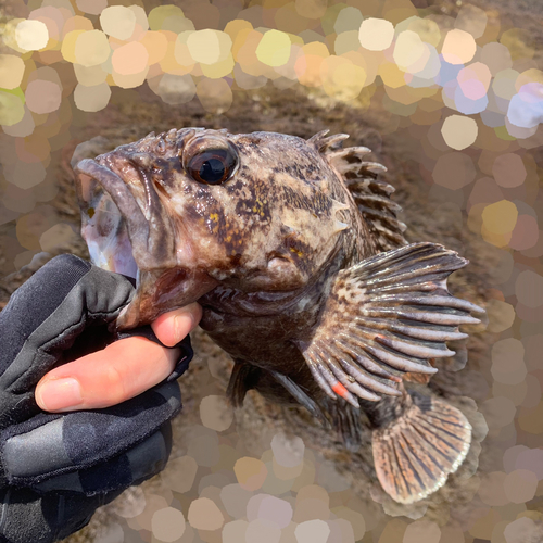 ムラソイの釣果