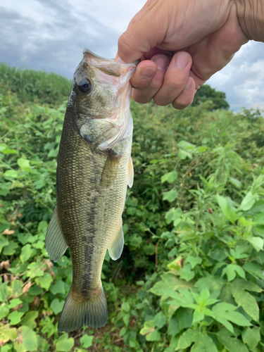 ラージマウスバスの釣果