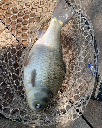 ヘラブナの釣果