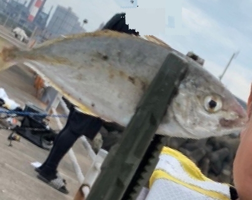 シマアジの釣果